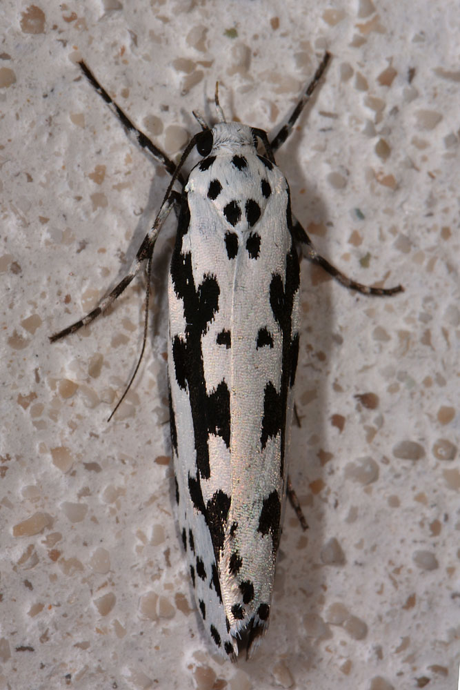 Elachistidae? S, Ethmia pusiella